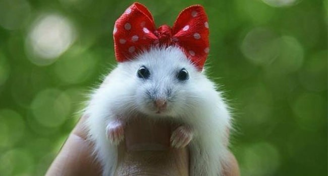 Hamster de denilen kobay ya da diğer adı ile süs faresi, özellikle zekâsı ve hareketlerinin seriliği açısından son derece ilgi çekici ve şirindir.