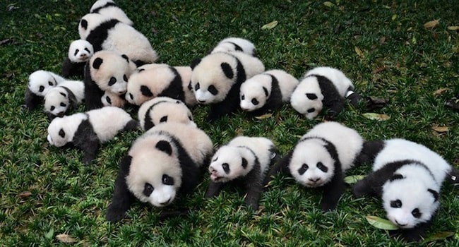 Panda ve panda yavruları, sevimliliklerinden dolayı, çocuklar için yapılmış oyuncakların genelde başkahramanlarındandır.